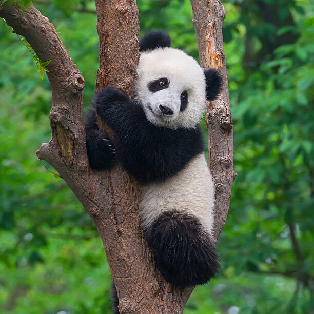 Poster Cute panda bear climbing in tree