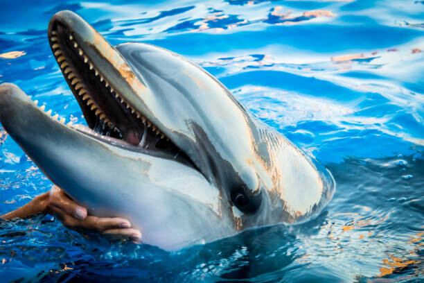 Poster Dolphin smile in water scene with