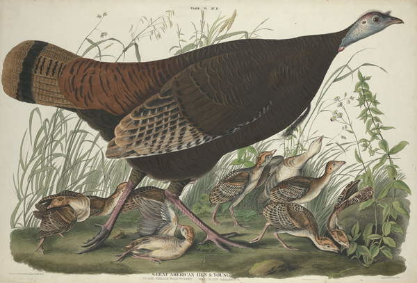 Poster Great American Hen and Young, 1827