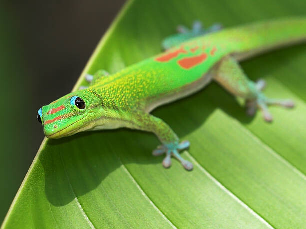 Poster Green Gecko  On Leaf