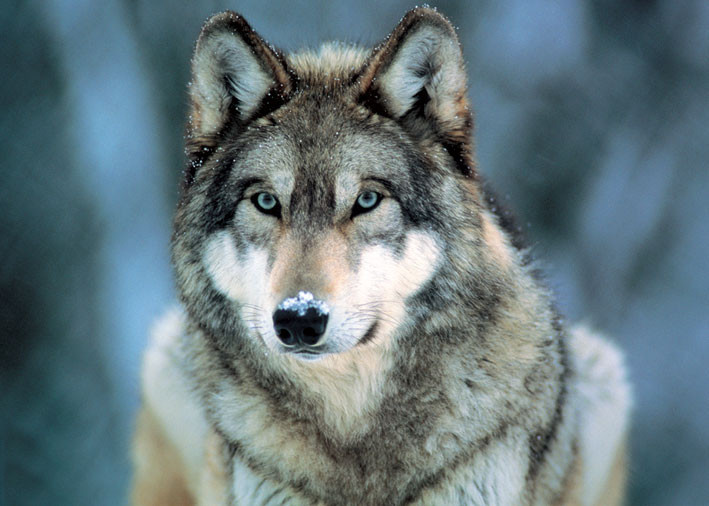 Grey wolf Poster