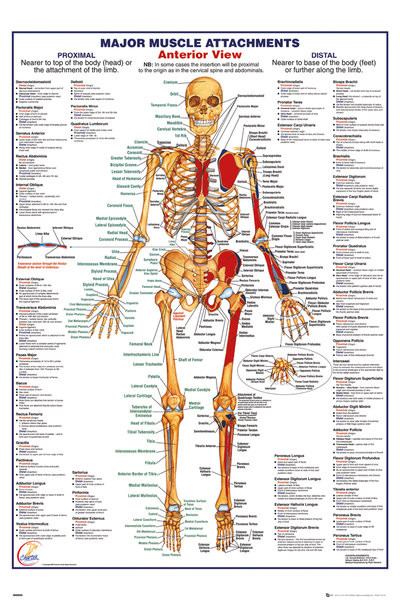 Human Body - Major Muscle Attachments Anterior Poster