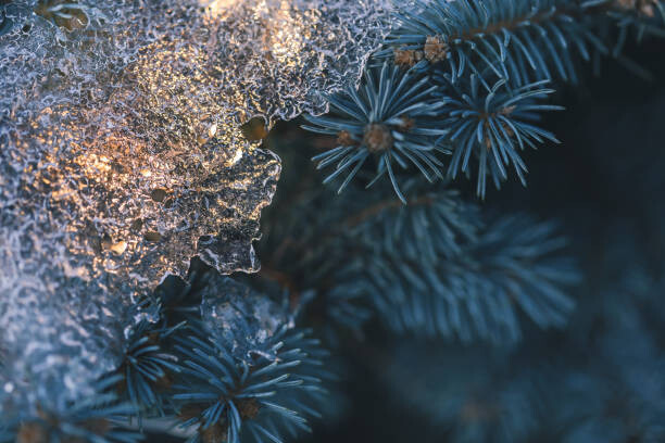 Poster Illuminated Christmas tree at cold winter evening