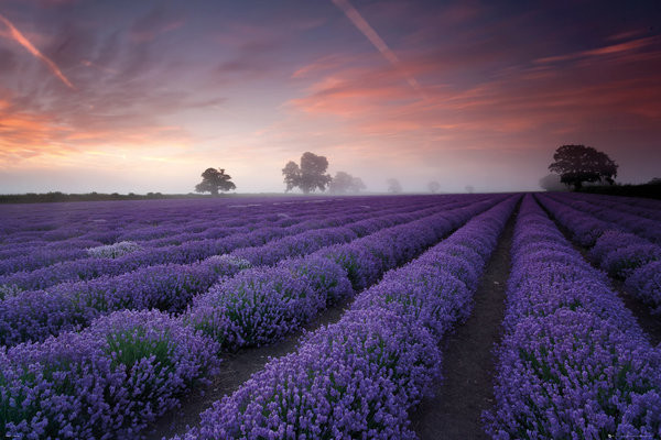 Lavender field - Dawn Poster