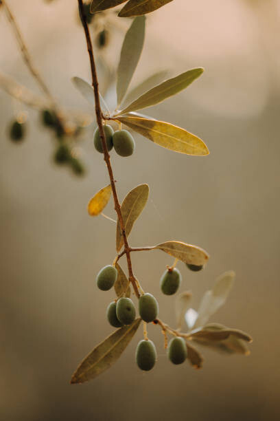 Poster Olivenbäume Olivenplantage in der Toscana Italien