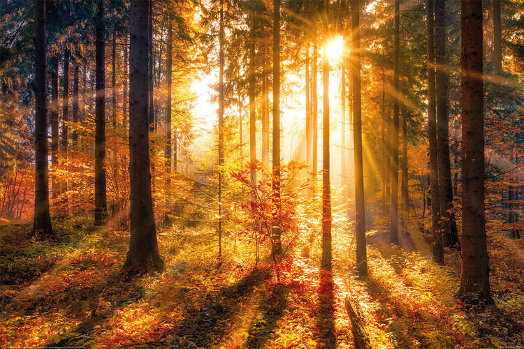Poster Pădure - Sun
