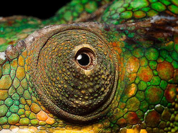 Poster Panther Chameleon's eye, close up