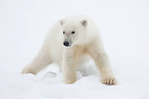 Poster Polar Bear Cub on Snow