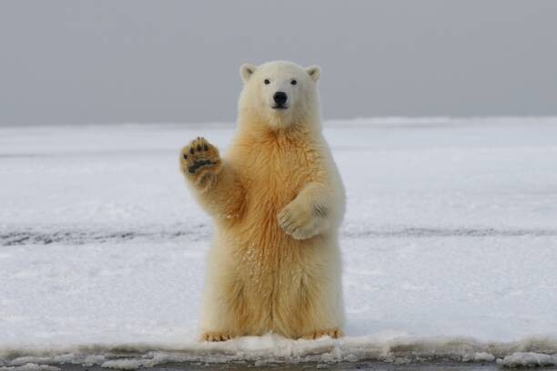 Poster Portrait of polar bear on sea,Russia