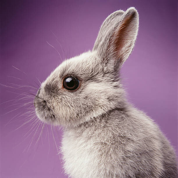 Poster Rabbit on purple background