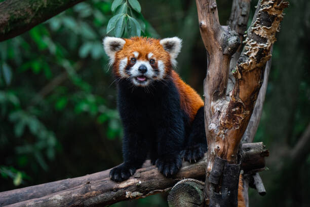 Poster Red Panda, close-up of a bear on a tree