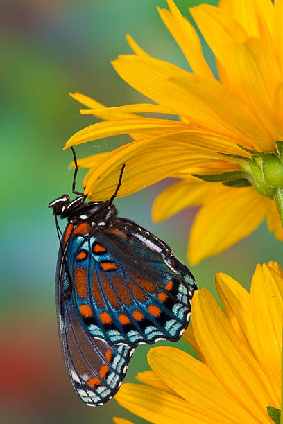Poster Red-spotted Purple Butterfly Limenitis arthemis
