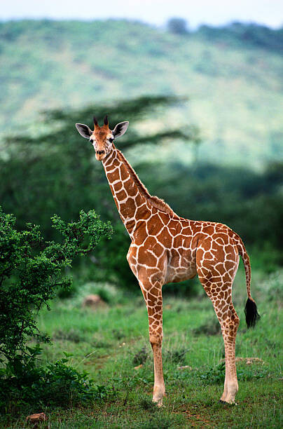 Poster Reticulated Giraffe, Serengeti Nat. Park, Tanzania