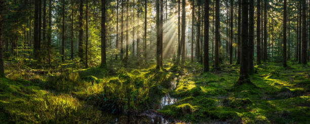 Poster Sunlight streaming through forest canopy illuminated