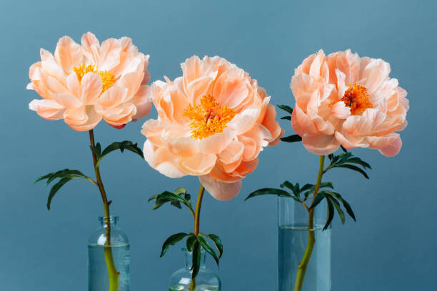 Poster Three blossoming pastel-coral peonies in a