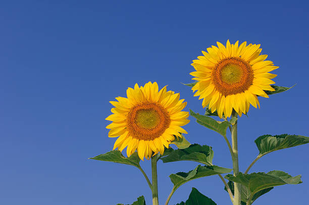Poster Two sunflowers  against clear blue