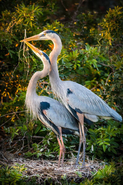Poster Valentine's Day Birds
