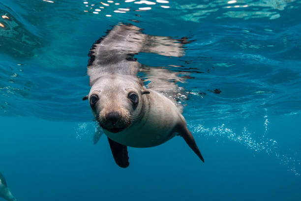 Poster Young Australian fur seal, Montague Island
