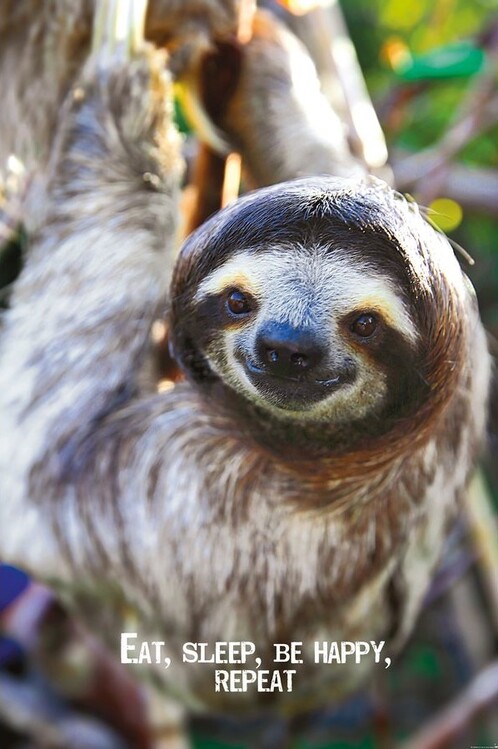 Poster Smile - Sloth