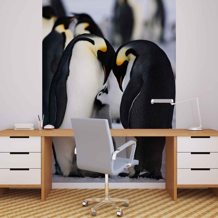  Animaux  Pingouin Poster  Mural  Papier peint Acheter le 