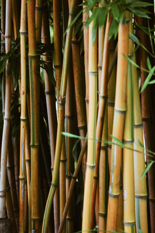 Bamboo wall Poster Mural XXL