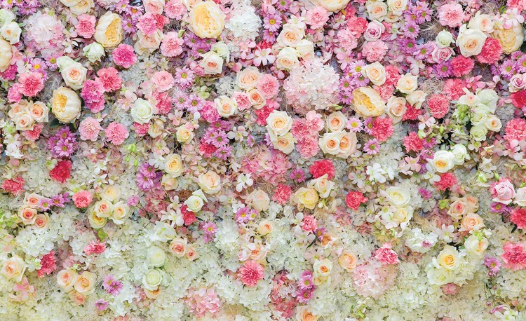 Gratuit Images Beautiful Flowers Pastel Colours Poster Mural Papier Peint actualisé par
