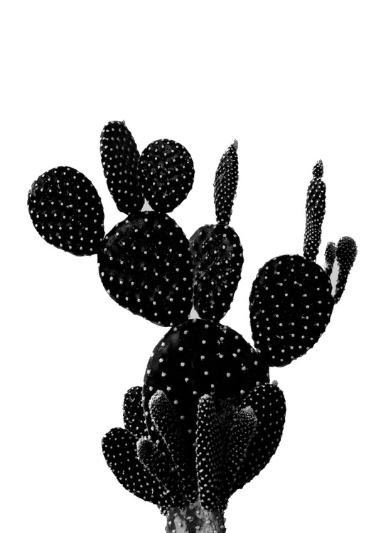 BLACKCACTUS1 Poster Mural XXL