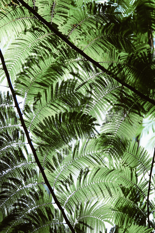 Fern heaven Poster Mural XXL