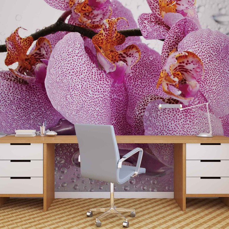  Fleurs  Orchid es Gouttes Poster  Mural  Papier peint 