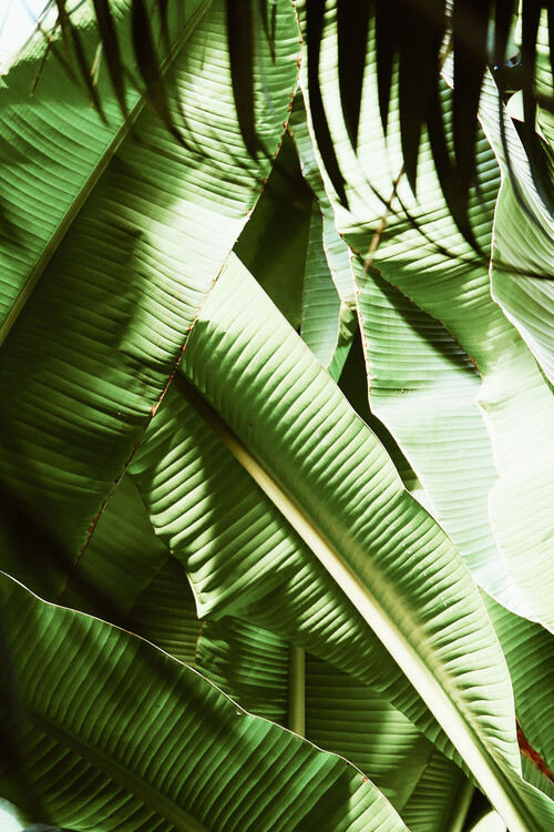 Palm wonder Poster Mural XXL