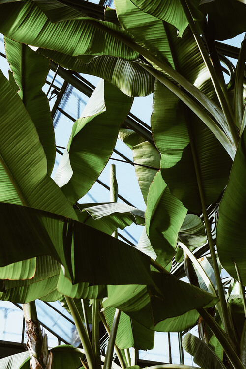 Roof of palms Poster Mural XXL