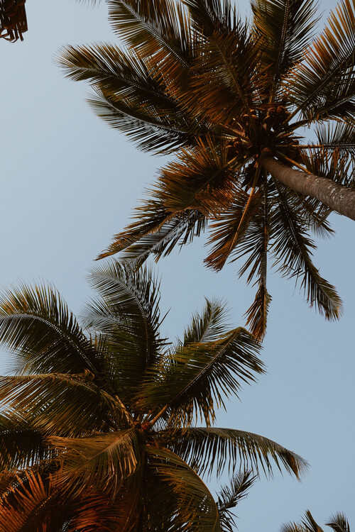 Sky of palms Poster Mural XXL