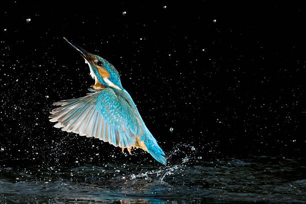 Poster Adult male common kingfisher emerging from