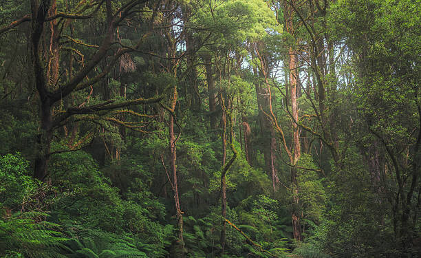 Póster Australian temperate rainforest jungle detail