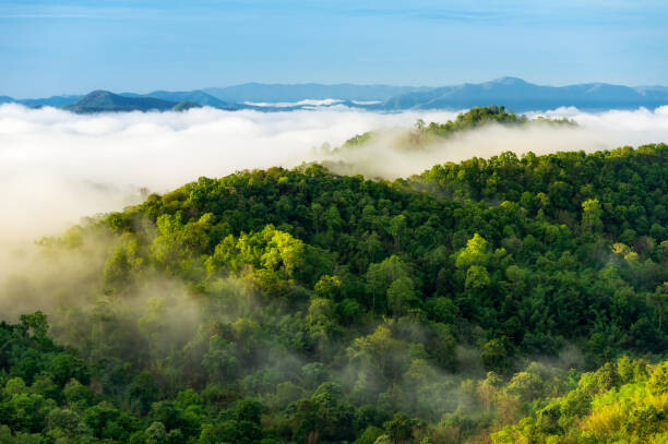 Póster Beautiful mist over green forest on mountain.