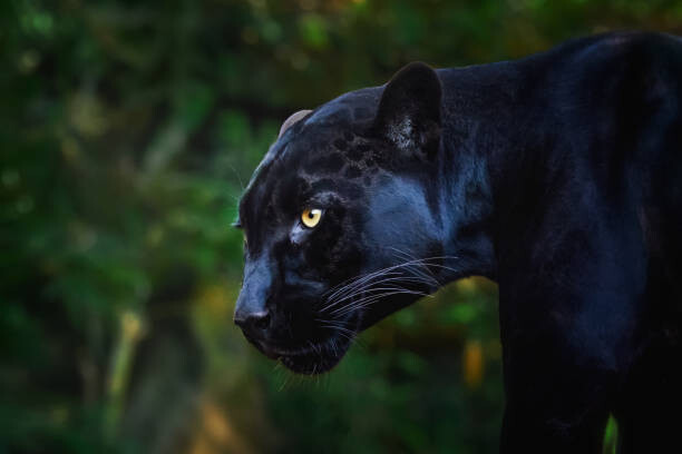 Poster Black Jaguar (Panthera onca) - Melanistic Feline