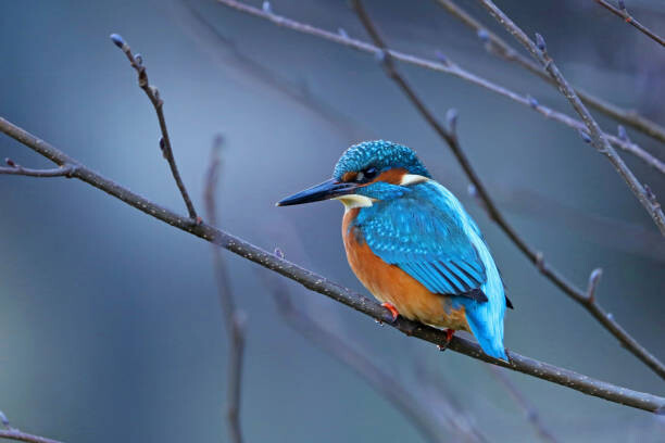Poster Close-up of kingfisher perching on branch,Oldenburg,Germany