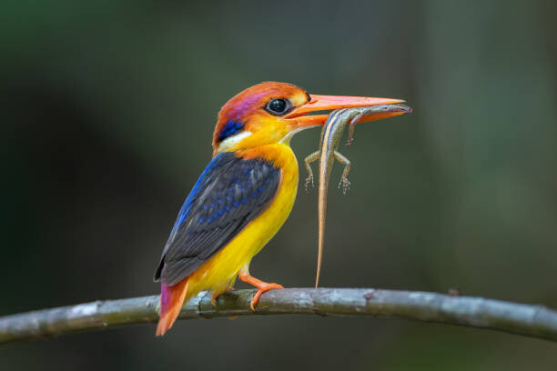 Poster Close-up of kingfisher perching on branch,Tambon