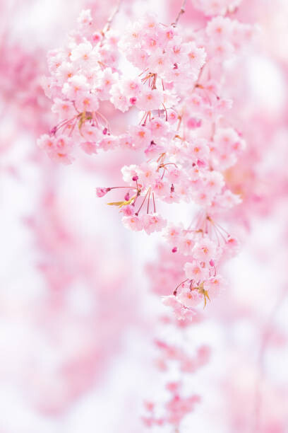 Poster Close-up of pink cherry blossom