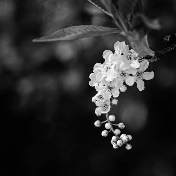 Póster close up of white tree blossoms