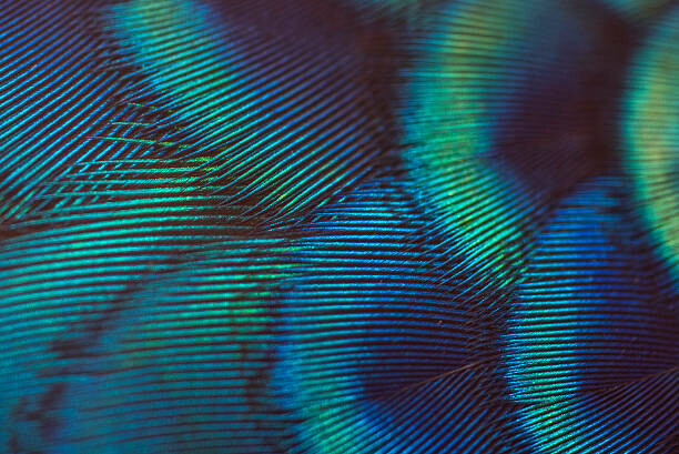 Póster close-up peacock feathers