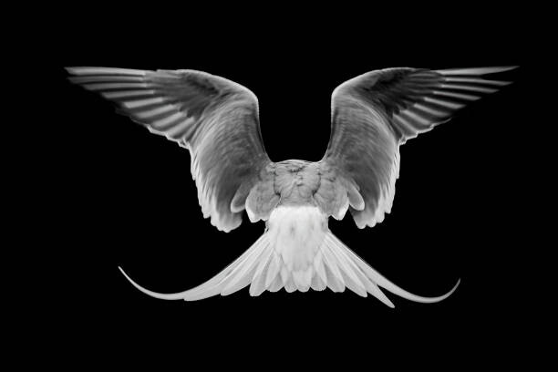 Póster Common Tern,Close-up of dove flying against