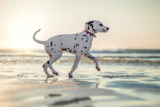 Poster Dalmatian Dog Puppy on the Beach Running Sunset