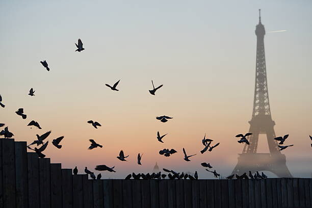 Poster Eiffel Tower, Pigeons