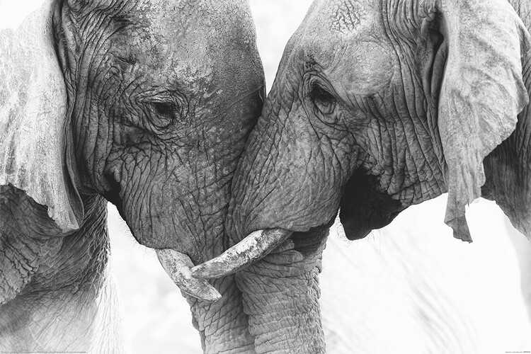 Póster XXL Elephant - Touch