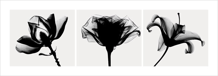 Kunstdruck Flowers - B&w | Poster, Wandbilder | Europosters