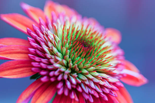Poster Gorgeous echinacea
