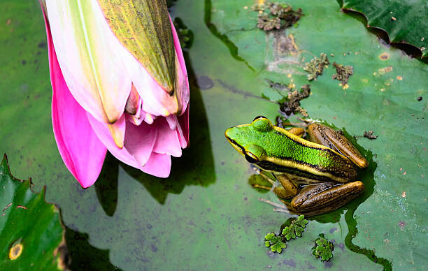 Poster Green Frog