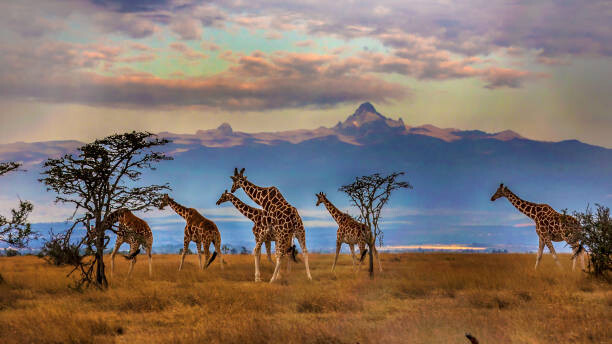 Poster Herd of Reticulated giraffes in front