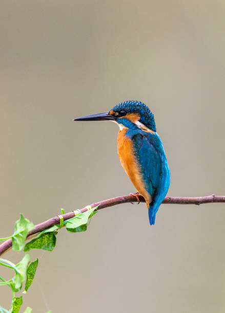 Poster kingfisher perching on branch